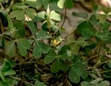 Oxalis corniculata