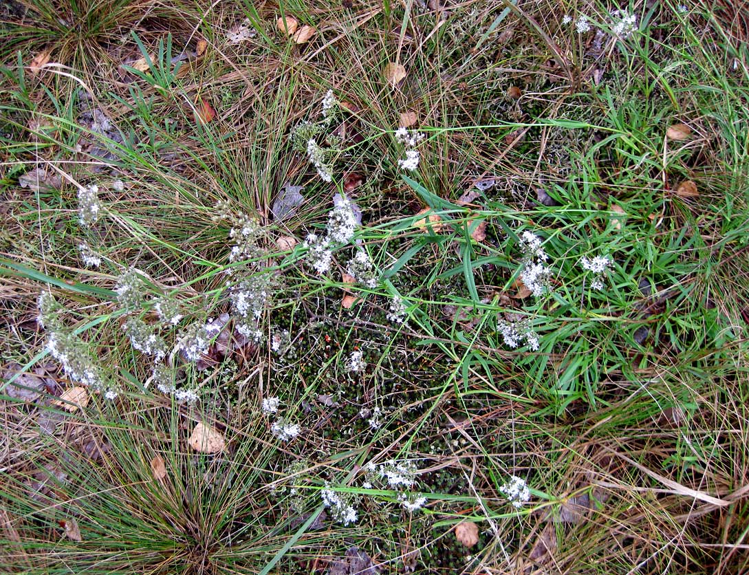 Image of Gypsophila fastigiata specimen.