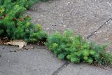 Euphorbia cyparissias