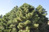 Pinus pinaster