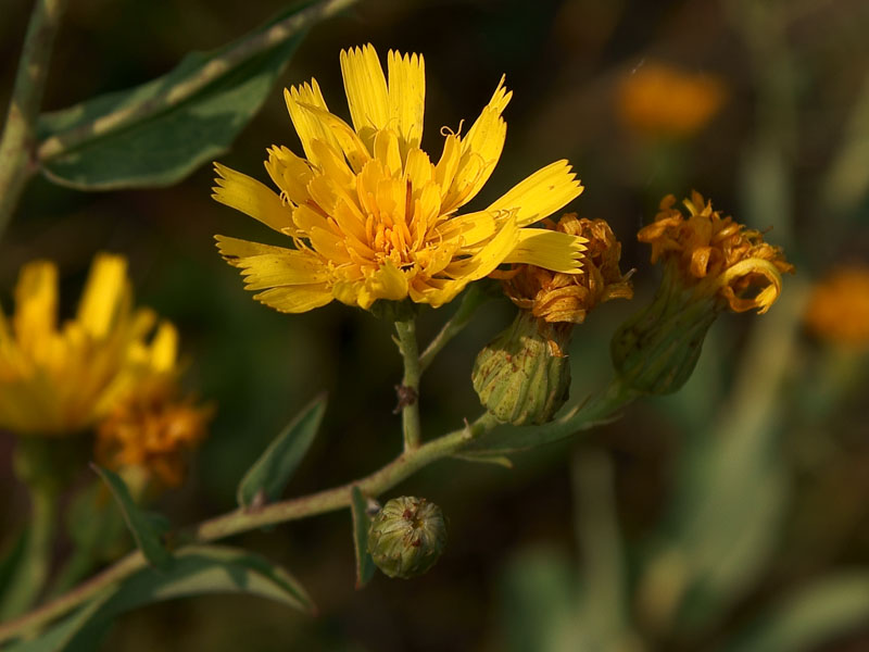 Изображение особи Hieracium virosum.