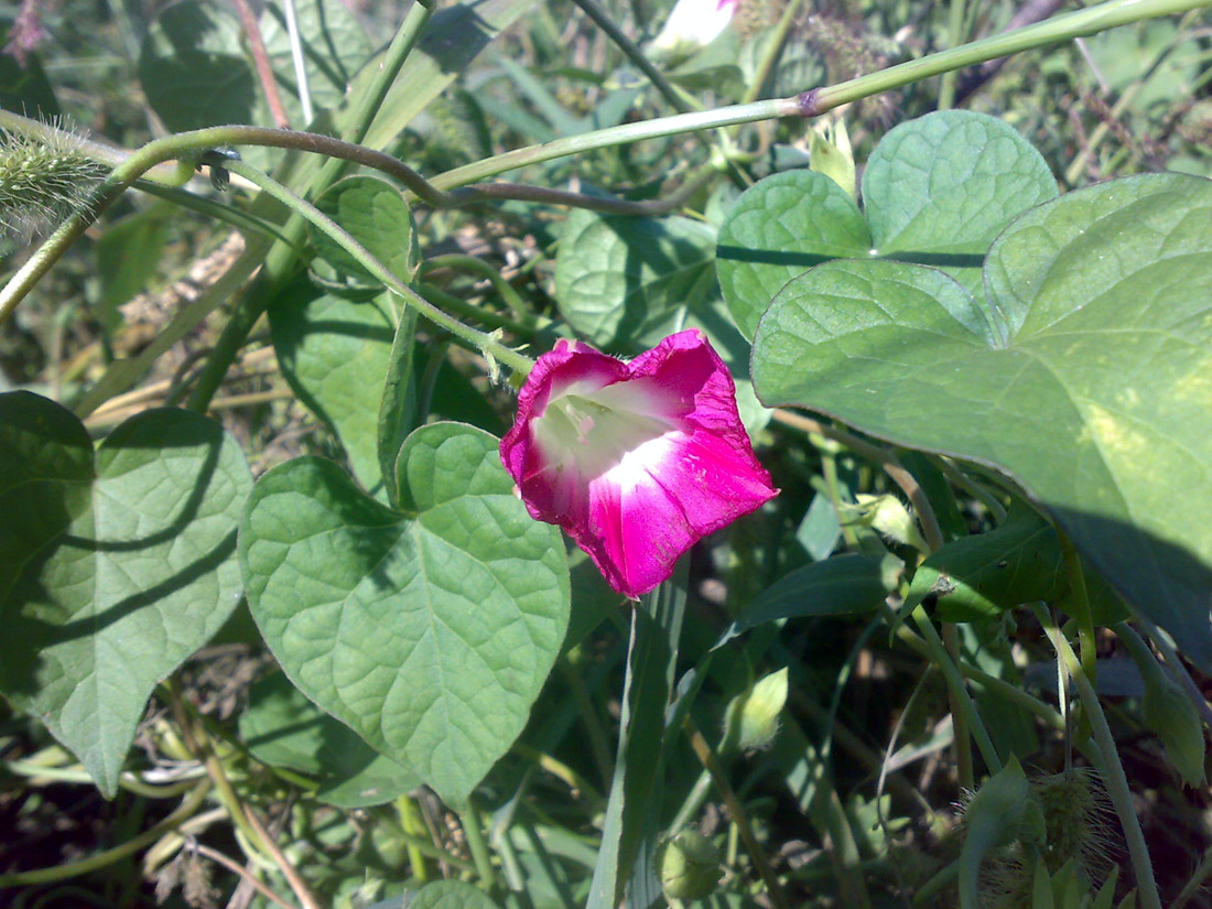 Image of Ipomoea purpurea specimen.