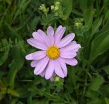 Pyrethrum coccineum