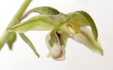 Epipactis helleborine. Цветок. Карелия, Лахденпохский р-н, окр. пос. Ихала, группа молодых ив на краю дороги через сосновый лес. 23.07.2022.