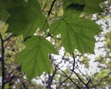 Sorbus torminalis. Листья (видна абаксиальная поверхность). Москва, ГБС РАН, дендрарий. 15.09.2022.