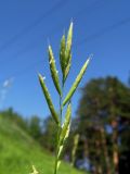 Brachypodium pinnatum. Общее соцветие. Томск, дол. р. Малая Киргизка, лесной луг. 08.07.2009.