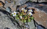 Saxifraga sibirica. Цветущее растение. Алтай, Северо-Чуйский хр., окр. ледника Большой Актру, ≈ 2800 м н.у.м., каменистый склон. 03.07.2021.