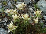 Castilleja hyparctica. Цветущее растение на прибрежном галечнике. Коми, Интинский р-н, нац. парк \"Югыд Ва\", Приполярный Урал, бассейн р. Пелингичей, долина руч. Южный. 17.07.2010.