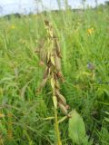 Epipactis palustris