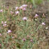 род Centaurea