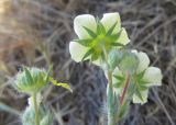 Potentilla semilaciniosa