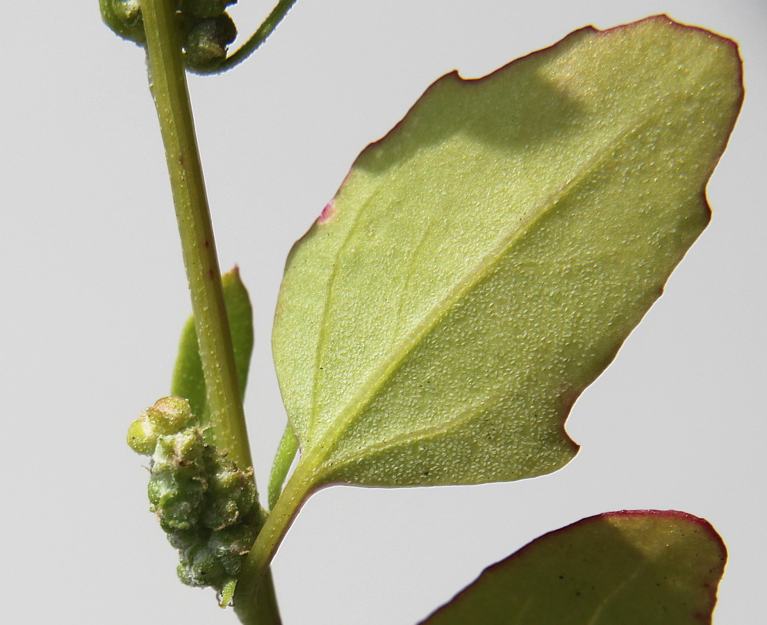 Изображение особи Chenopodium album.