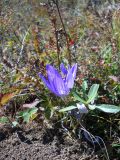 Crocus speciosus