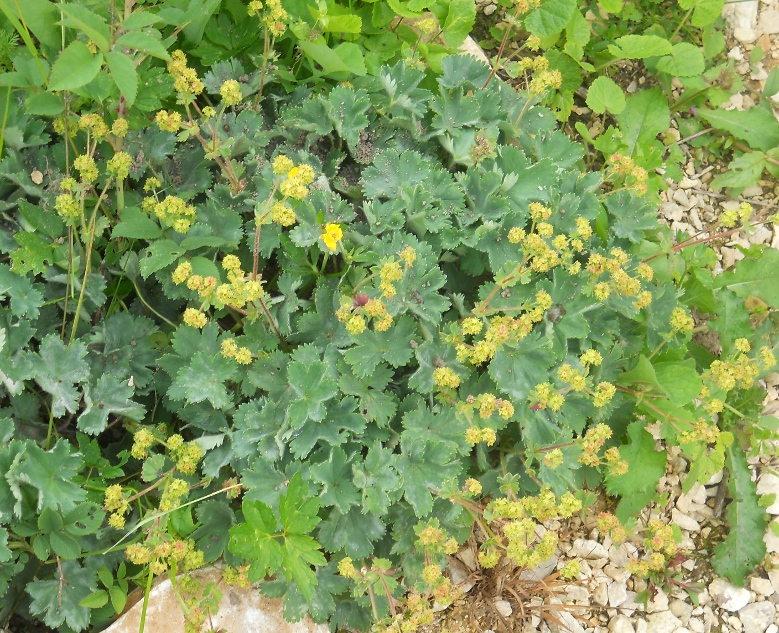 Изображение особи Alchemilla erythropoda.