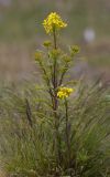 Erysimum hieraciifolium