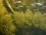 Utricularia vulgaris. Побег. Татарстан, Бавлинский р-н, старица. 16.07.2013.