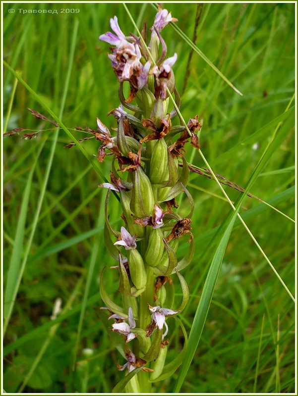 Изображение особи Dactylorhiza fuchsii.