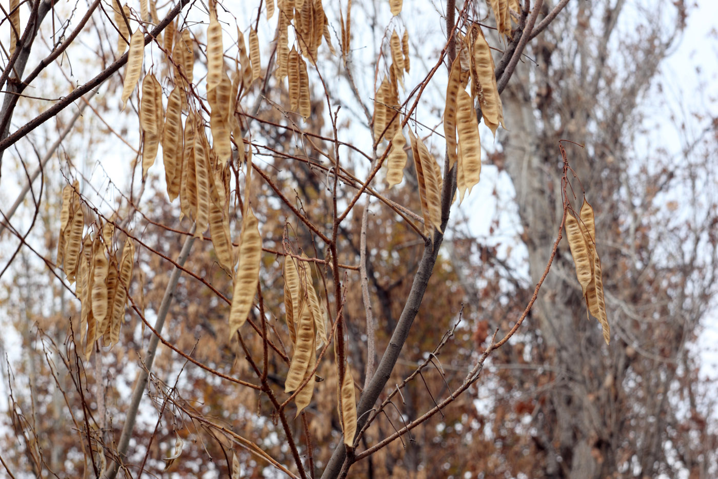 Изображение особи Albizia julibrissin.