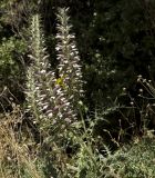 Acanthus spinosus. Цветущие растения. Греция, окр. г. Δελφοί (Дельфы), обочина дороги. 31.05.2013.
