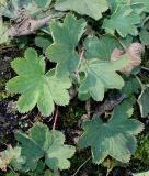 Alchemilla decumbens. Листья. Германия, г. Essen, Grugapark. 29.09.2013.