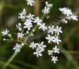 Gypsophila altissima