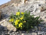 Erysimum callicarpum