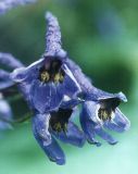 Delphinium elatum. Цветки. Архангельская обл., Устьянский р-н, поляна в травяном ельнике на склоне. Конец июля.