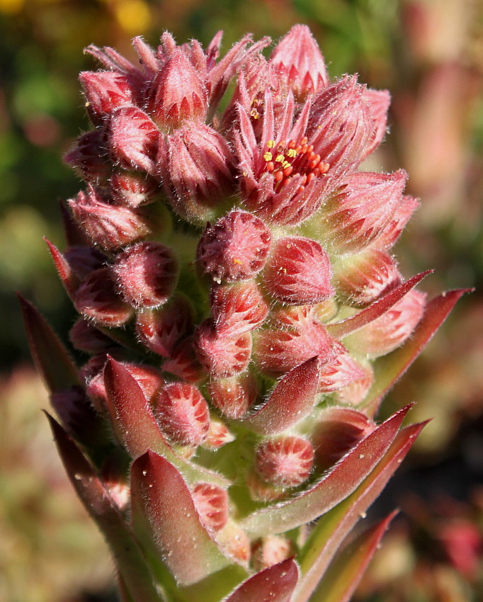 Изображение особи Sempervivum tectorum.