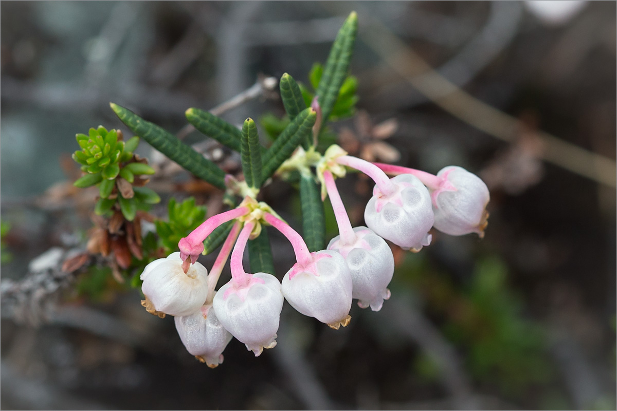 Изображение особи Andromeda polifolia.