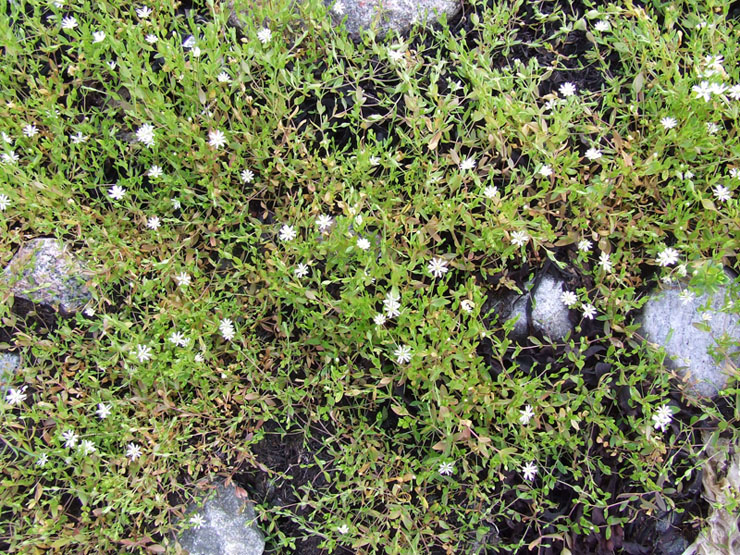 Image of Stellaria crassifolia specimen.