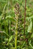 Orchis militaris