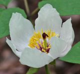 Paeonia oreogeton. Цветок. Приморский край, окр. г. Владивостока, в широколиственном лесу. 18.05.2015.