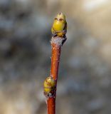 Sorbus torminalis