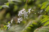 Cerasus vulgaris. Верхушка веточки с соцветиями. Санкт-Петербург, Старый Петергоф, парк \"Сергиевка\". 16.05.2015.