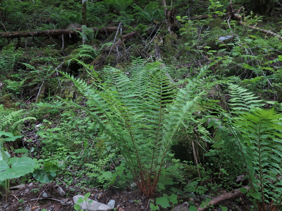 Изображение особи Dryopteris sichotensis.