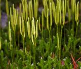 Lycopodium clavatum