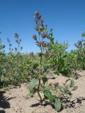 Nepeta micrantha. Цветущее растение. Казахстан, пустыня в окр. ю-з. угла оз. Балхаш. 20 мая 2016 г.