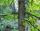 Liquidambar styraciflua. Часть ствола вегетирующего растения. Испания, Мадрид, Королевский ботанический сад. Октябрь.