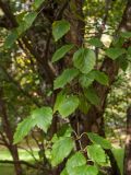 Betula raddeana