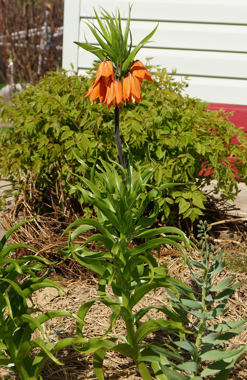 Изображение особи Fritillaria imperialis.