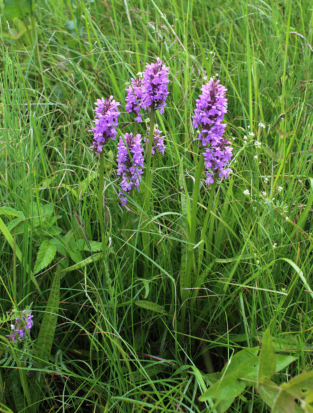 Изображение особи Dactylorhiza baltica.