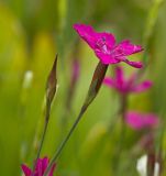 Dianthus deltoides