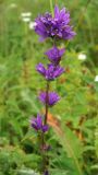 Campanula glomerata