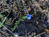 Gentiana karelinii