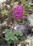 Corydalis paeoniifolia. Цветущее растение после дождя. Якутия, Нерюнгринский р-н, окр. перевала Тит, задернованный щебнистый склон. 12.07.2016.