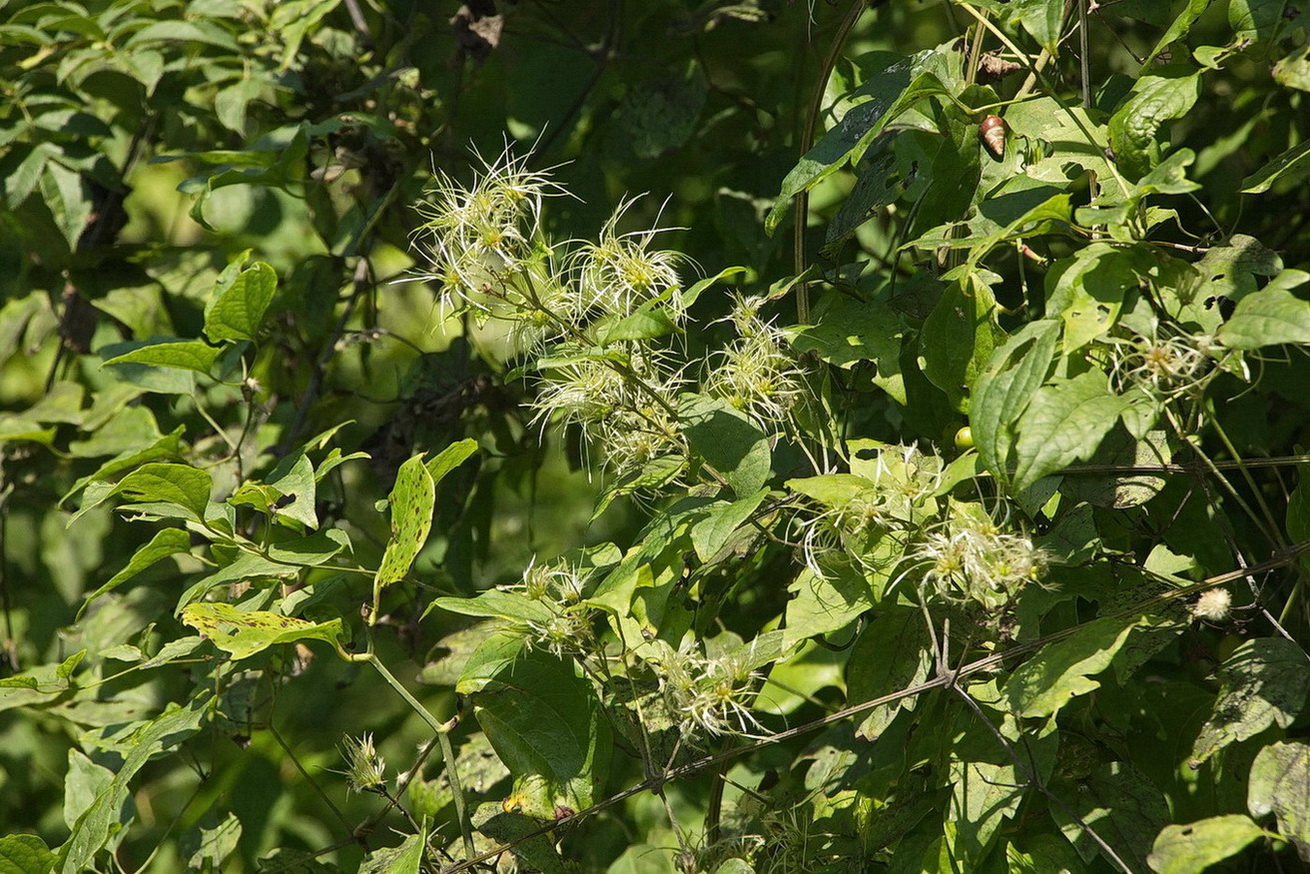 Изображение особи Clematis vitalba.