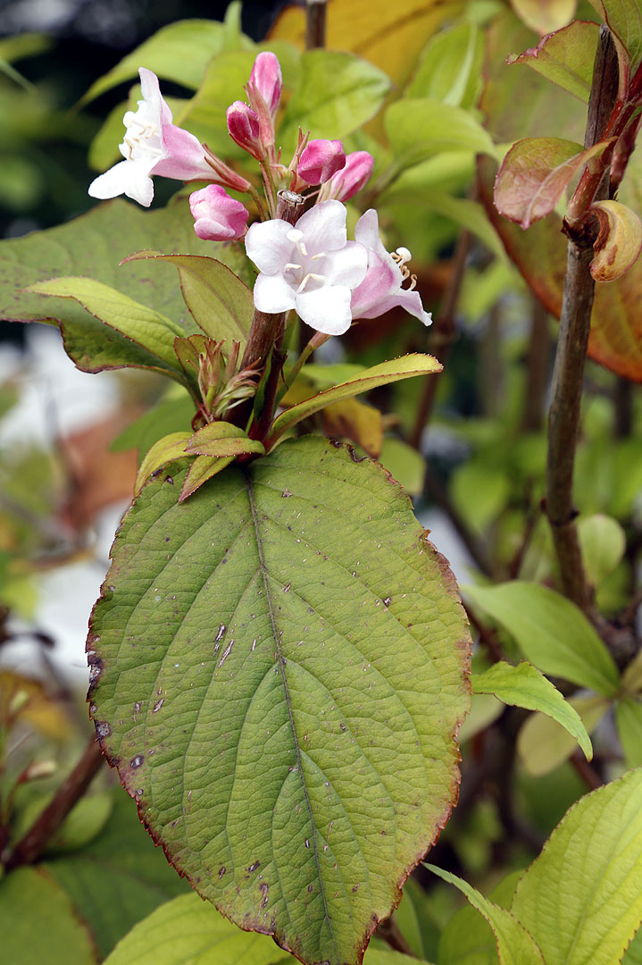 Изображение особи род Weigela.