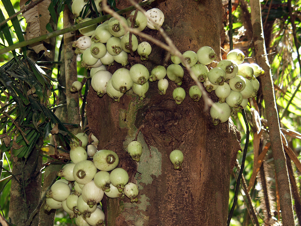 Image of Syzygium cormiflorum specimen.