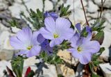 Linum lanuginosum