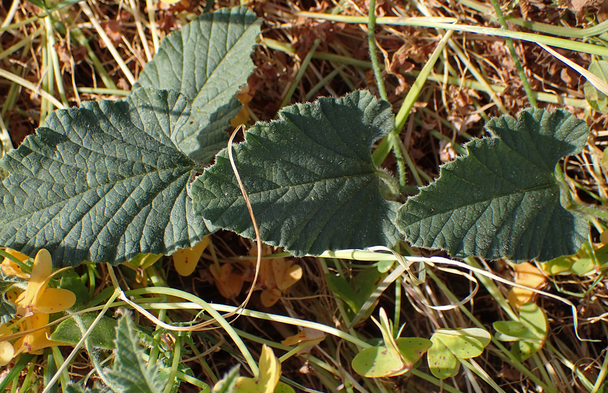 Image of Convolvulus althaeoides specimen.